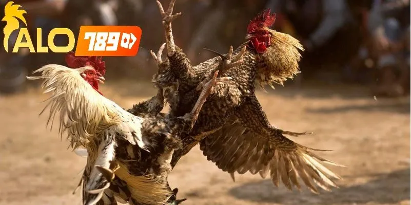  Cách Cá Cược Đá Gà Online Alo789 và sự phát triển dưới CEO Nguyễn Minh Khánh