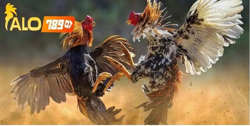 Hỏi Đáp Nhanh Về Đá Gà Cựa Dao Alo789 – Trực Tiếp Uy Tín