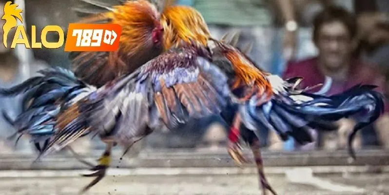 Alo789 Đá Gà Cựa Tròn – Trận Đấu Trực Tiếp Đầy Kịch Tính Và Sống Động