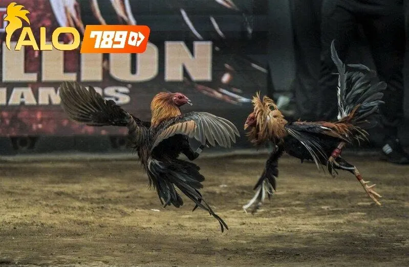 Đá Gà Thomo Trực Tiếp Alo789 – Nhà Cái Phát Sóng Trực Tiếp Đẳng Cấp