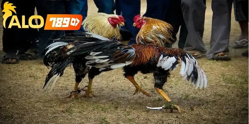 Kèo đá gà hôm nay Alo789 – Nơi Trực Tiếp Đá Gà Hấp Dẫn Mỗi Ngày