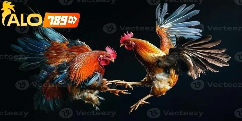 Các Câu Hỏi Thường Gặp Về Kèo Đá Gà Hôm Nay Alo789 – Giải Đáp Từ A-Z